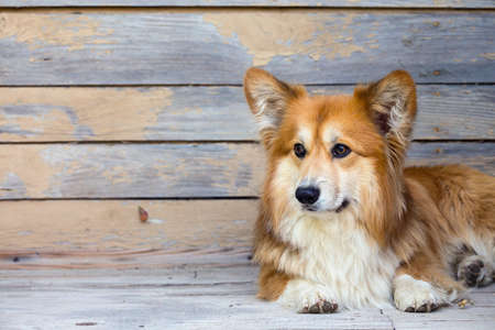 beautiful corgi fluffy portrait  against a vintage wooden wall backgroundの写真素材