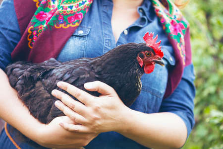 country style. smiling girl is holding a chicken in her handsの写真素材