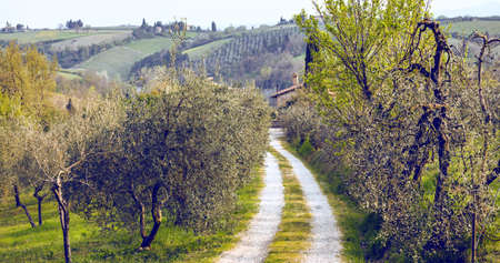 typical Tuscan landscape - a view of a villa on a hill, a cypress alley and a valley with vineyards, province of Siena. Tuscany, Italyの写真素材