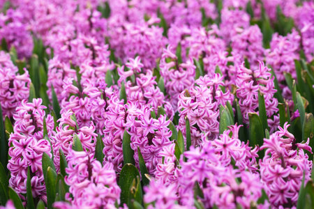 famous Dutch flower fields during flowering - rows of colorful hyacinths