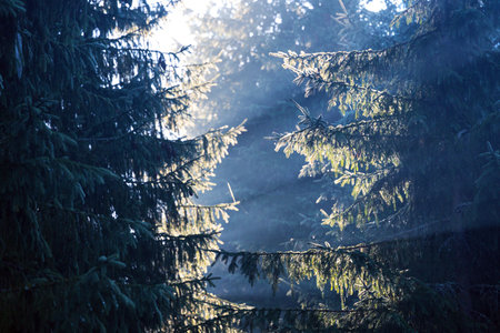 beautiful mountain landscape. At the pine forests. rays of the sun through the branches of a...