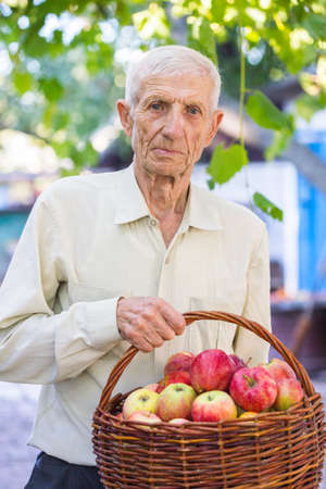 portrait of smiling senior man with a basket of apples. autumn - harvestingの写真素材
