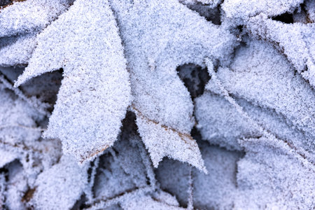 winter background, maple leaves covered with frost