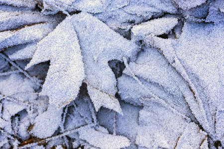 winter background, maple leaves covered with frostの写真素材
