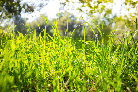 background - green grass and blue sky