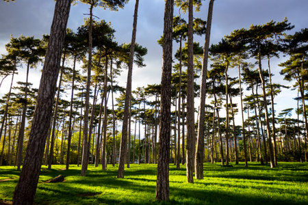 beautiful Bois de Boulogne in paris at sunset, france