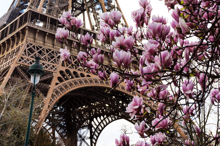 Blossoming magnolia against the background of the Eiffel Tower