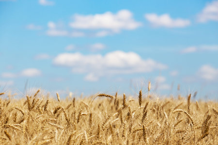 beautiful summer landscape - view at the wheat field