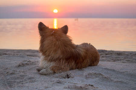 beautiful corgi fluffy portrait on the beach at dawn.の写真素材