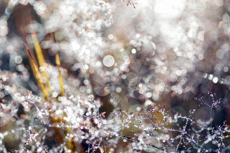 magic forest and dew drops on grass with bokeh