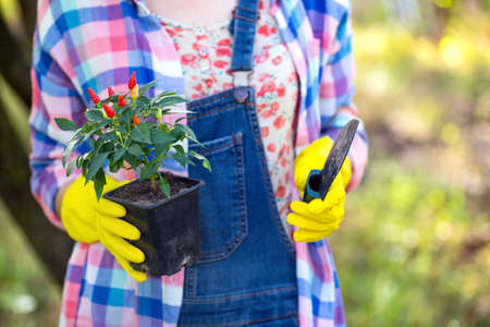 girl transplants flowers in the garden. flower pots and plants for transplantingの写真素材