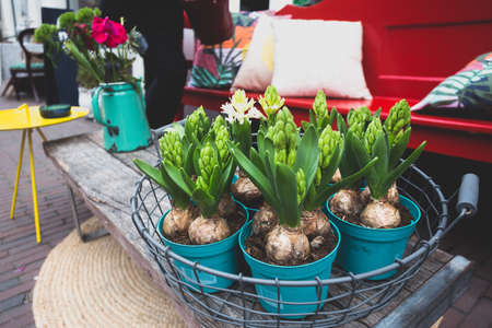 hyacinths in flower pots on amsterdam streetの写真素材