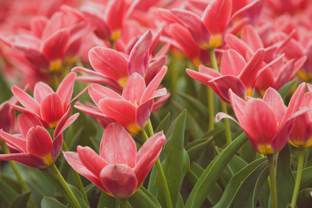 famous Dutch flower fields during flowering - rows of red tulips. Netherlands