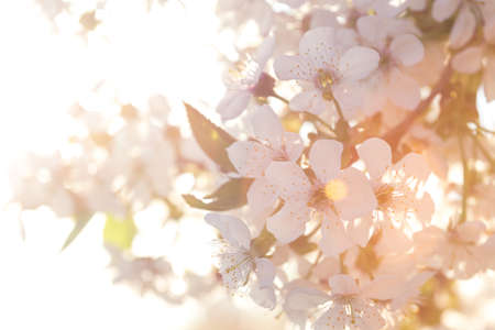 spring - flowering tree apricot closeup in the sunset soft lightの写真素材