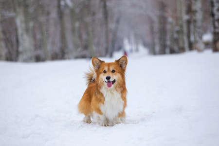 corgi fluffy dog at the outdoor. close up portrait at the snow. walking in winterの写真素材