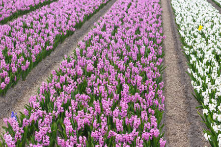 famous Dutch flower fields during flowering - rows of colorful hyacinths. Netherlandsの写真素材