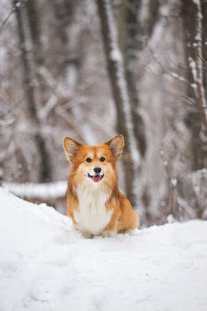 corgi fluffy dog at the outdoor. close up portrait at the snow. walking in winterの写真素材