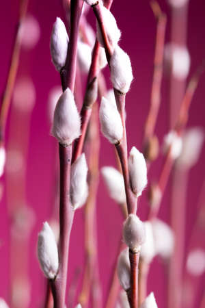 bright and positive spring. tree branch with buds on a pink backgroundの写真素材