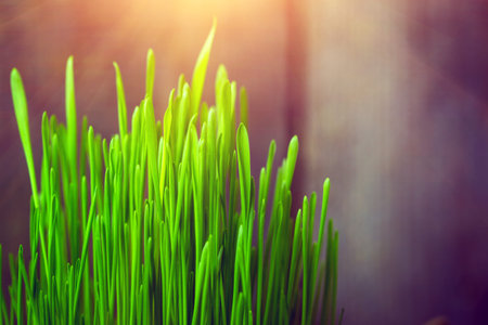 background - green grass and sunの写真素材