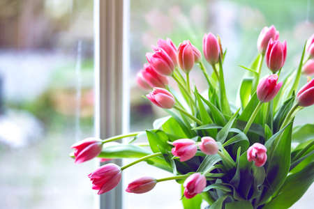 beautiful pink tulips in a vase  on the windowsill near the window, Netherlands,の写真素材