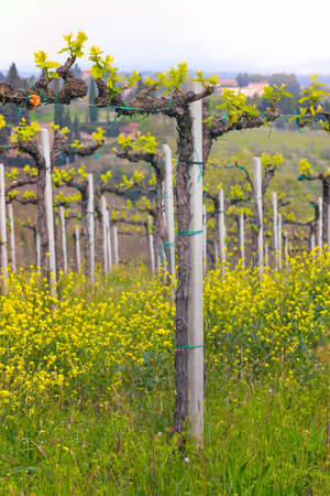 vineyards in the hills of Tuscany in spring and typical Tuscan landscape in the background, Italyの写真素材