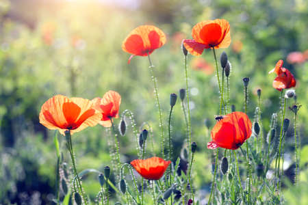abstract picture - beautiful poppy field in a sunny dayの写真素材