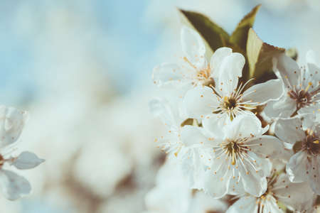 beautiful spring background blooming cherryの写真素材
