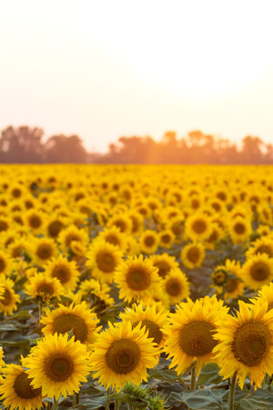 close up view of sunflower flowers at the evening field