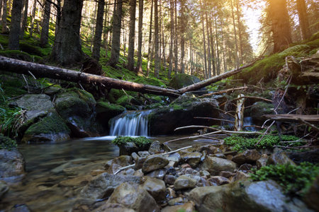 forest waterfall and stones overgrown with moss. Carpathiansの写真素材