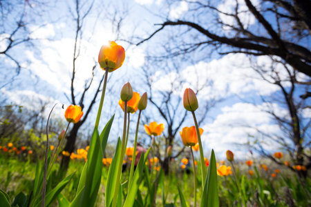 Beautiful bright tulips in the garden against the blue sky. spring and gardening