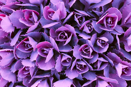 Beautiful natural background from ornamental cabbage inflorescences. wallpaper for screensaversの写真素材