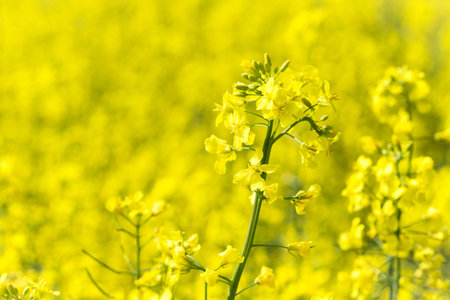bright yellow blooming rapeseed field and blue skyの写真素材