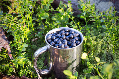 natural antioxidant  cup of blueberries. forestの写真素材