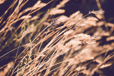 abstract evening shot with the grass at the fieldの写真素材