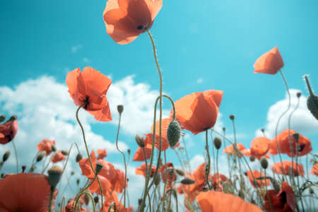 background of beautiful red poppy field against a bright blue sky. Provence, France. a posterの写真素材