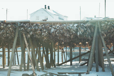 dried cod heads hanging on drying rack.  Lofoten islands. Norwayの写真素材