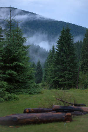 evening pine forest. clouds in the backgroundの写真素材