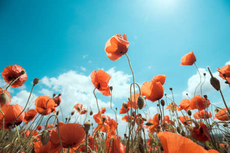 background of beautiful red poppy field against a bright blue sky. Provence, France. a posterの写真素材