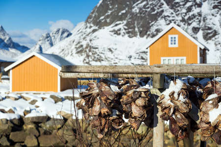 dried cod heads hanging on drying rack.  Lofoten islands. Norwayの写真素材