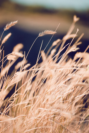 abstract evening shot with the grass at the field