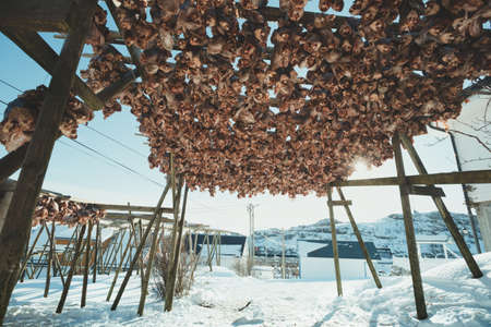 dried cod heads hanging on drying rack.  Lofoten islands. Norwayの写真素材