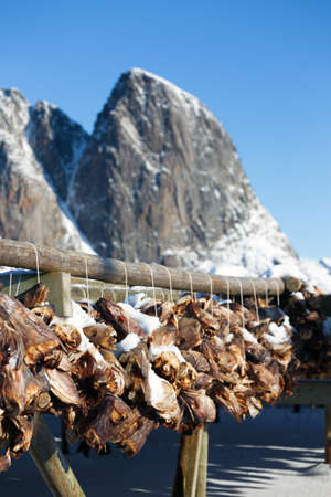 dried cod heads hanging on drying rack.  Lofoten islands. Norwayの写真素材