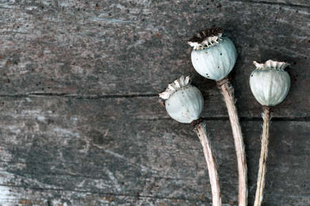 opium poppy seeds on wooden backgroundの写真素材