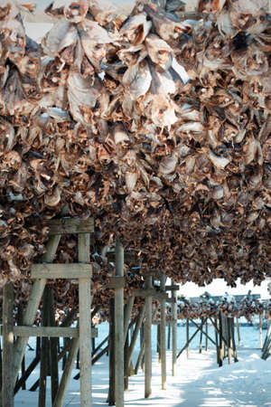 dried cod heads hanging on drying rack.  Lofoten islands. Norwayの写真素材
