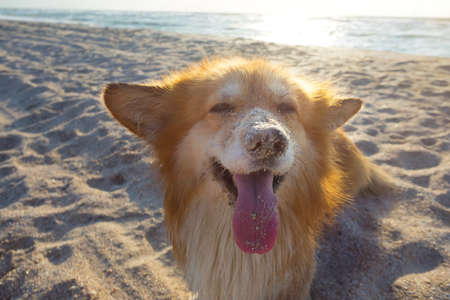 beautiful corgi fluffy with his toy on the beach seaの写真素材