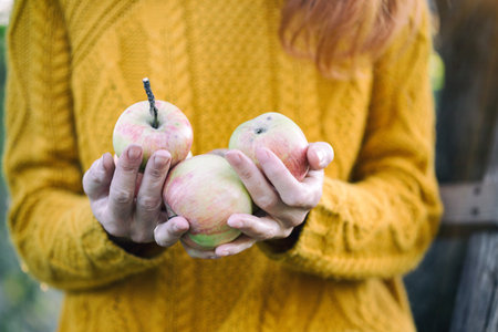 girl in the garden holding apples at sunsetの写真素材