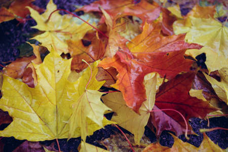 autumn mood - background of autumn colorful maple leavesの写真素材