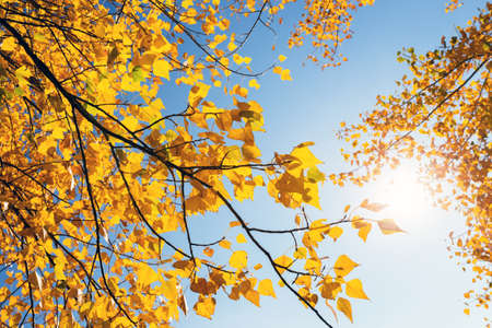 bright yellow autumn leaves against the blue skyの写真素材