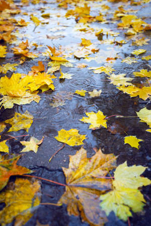 autumn mood - background of autumn colorful maple leaves  in a puddleの写真素材