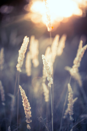 abstract evening shot with the grass at the field